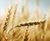 not copy of 0.1lb Barley
