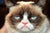 Grumpy Cat PDF